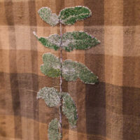 Tricia Flanagan WARRUMBUNGLE, KAPUTAR AND TOWARRI TARTANS photo: Jade Xuan