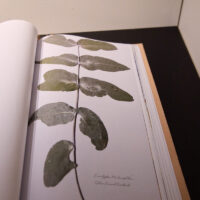 Tricia Flanagan DYE SAMPLER photo: Jade Xuan