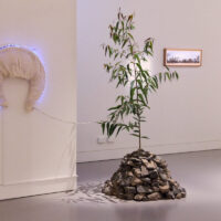 Tricia Flanagan TETE (Tree Energy Translator Empath) photo: Jade Xuan