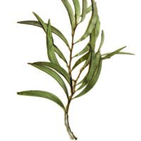 Tricia Flanagan ACACIA HARPOPHYLLA photo: Patricia Flanagan