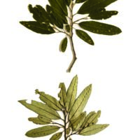 Tricia Flanagan ANGOPHORA FLORIBUNDA photo: Patricia Flanagan