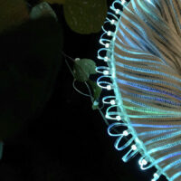 Tricia Flanagan TETE (Tree Energy Translator Empath) photo: Sue Midgley