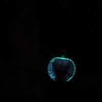 Tricia Flanagan TETE (Tree Energy Translator Empath) photo: Sue Midgley